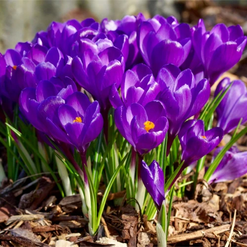 Flower Record
